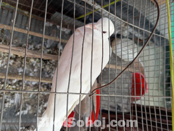 Australian Dove